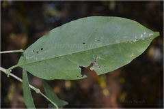 Diplospora singularis